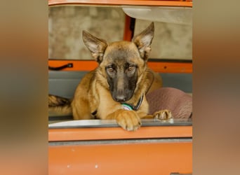 Skalina sucht ihr  Glück...