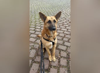 Malinois Mischling Tommy wartet in Heilbronn