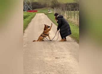 Malinois Mischling Tommy wartet in Heilbronn
