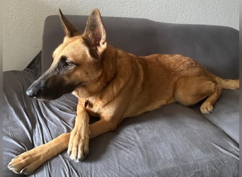 Malinois Mischling Tommy wartet in Heilbronn