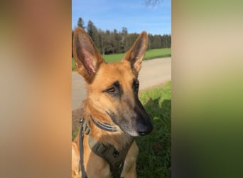 Malinois Mischling Tommy wartet in Heilbronn