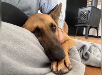 Malinois Mischling Tommy wartet in Heilbronn