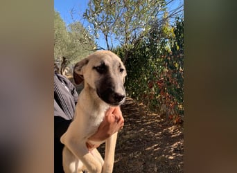 Benni - sportlich und verspielt; Pflegestelle gesucht