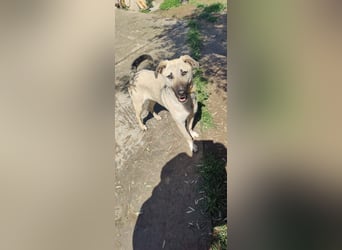 Pflegestelle gesucht: Benji - sportlich und verspielt