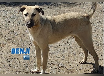 Benji - sportlich und verspielt