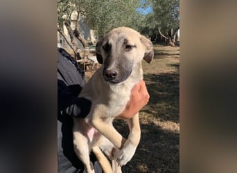 Benji - sportlich und verspielt