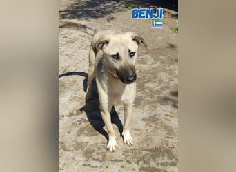 Pflegestelle gesucht: Benji - sportlich und verspielt