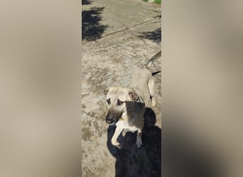 Pflegestelle gesucht: Benji - sportlich und verspielt