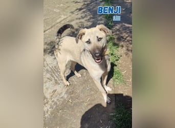 Benji - sportlich und verspielt