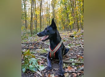 Schoko 72277 sucht ein zu Hause