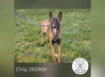 Chip 282969 sucht ein zu Hause