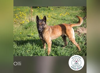 Olli 128738 sucht ein zu Hause