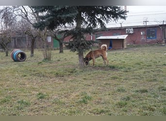 Santos: Aktiv mit grauer Schnauze