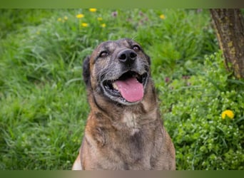 Santos: Aktiv mit grauer Schnauze