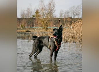 Schoko 72277 sucht ein zu Hause