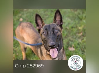 Chip 282969 sucht ein zu Hause