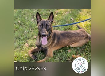 Chip 282969 sucht ein zu Hause