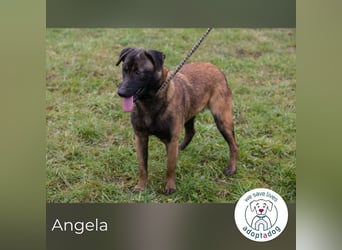 Angela 262129 sucht ein zu Hause