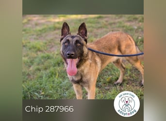 Chip 287966 sucht ein zu Hause