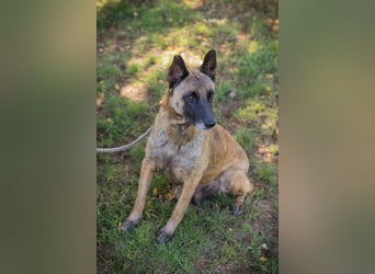 Josie sucht ein Zuhause