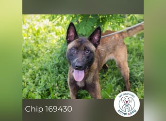 Chip 169430 sucht ein zu Hause