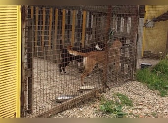 Santos: Aktiv mit grauer Schnauze