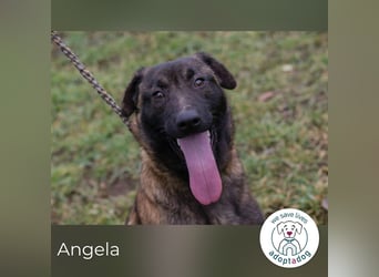 Angela 262129 sucht ein zu Hause