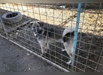 Akido– Sportskanone sucht Zuhause