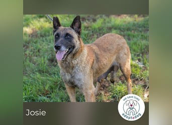 Josie sucht ein Zuhause