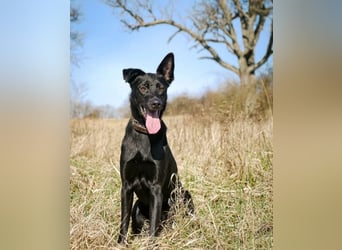 Schoko 72277 sucht ein zu Hause