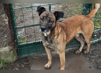 Santos: Aktiv mit grauer Schnauze