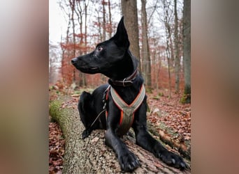 Schoko 72277 sucht ein zu Hause
