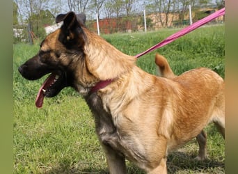 Santos: Aktiv mit grauer Schnauze