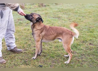 Santos: Aktiv mit grauer Schnauze