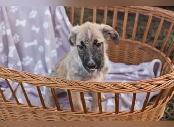 Akido– Sportskanone sucht Zuhause