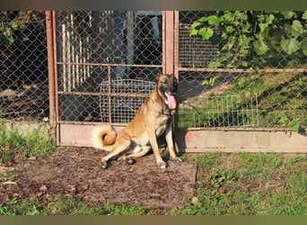 Santos: Aktiv mit grauer Schnauze