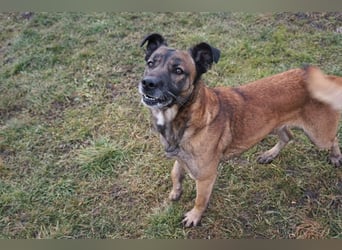 Santos: Aktiv mit grauer Schnauze