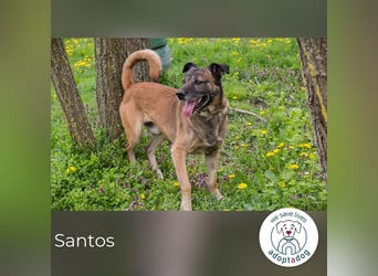 Santos: Aktiv mit grauer Schnauze