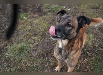 Santos: Aktiv mit grauer Schnauze