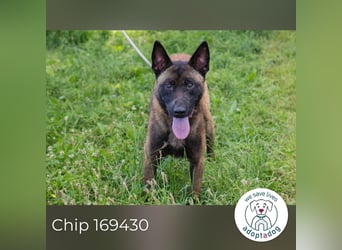 Chip 169430 sucht ein zu Hause