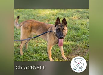 Chip 287966 sucht ein zu Hause