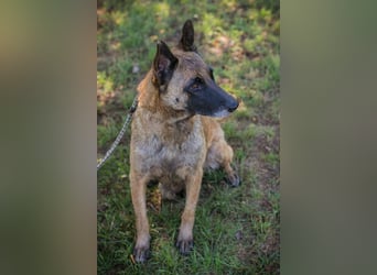 Josie sucht ein Zuhause