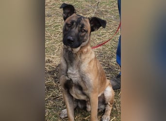 Santos: Aktiv mit grauer Schnauze