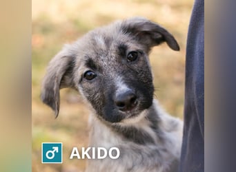 Akido– Sportskanone sucht Zuhause