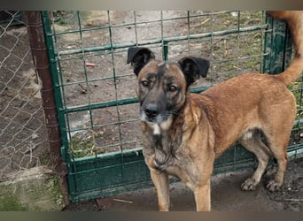 Santos: Aktiv mit grauer Schnauze