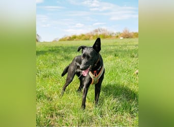 Schoko 72277 sucht ein zu Hause