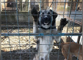 Akido– Sportskanone sucht Zuhause