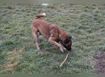 Santos: Aktiv mit grauer Schnauze