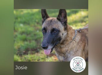 Josie sucht ein Zuhause