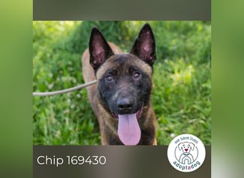 Chip 169430 sucht ein zu Hause